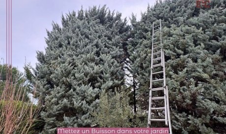 Entretien arbre et haie à L'Arbresle