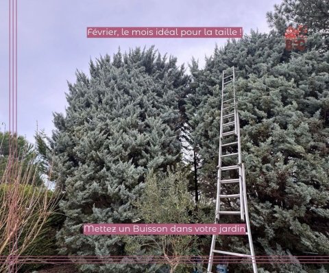 Entretien arbre et haie à L'Arbresle