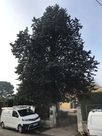 Elagage d'un cyprès bleu à L'Arbresle